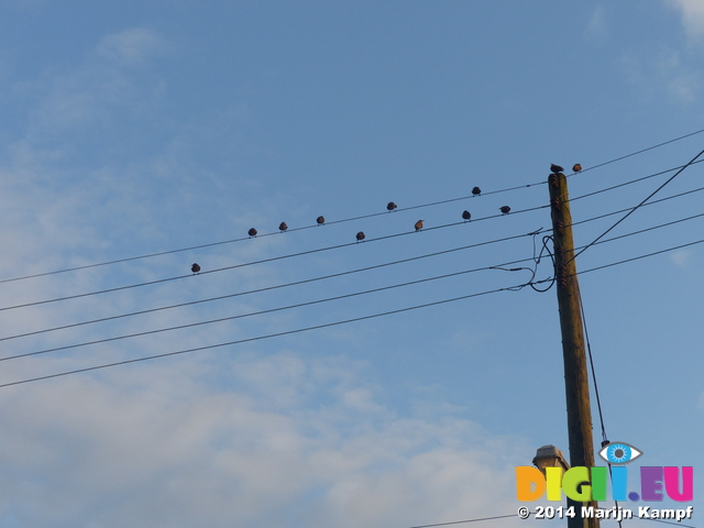 FZ007015 Birds on a wire